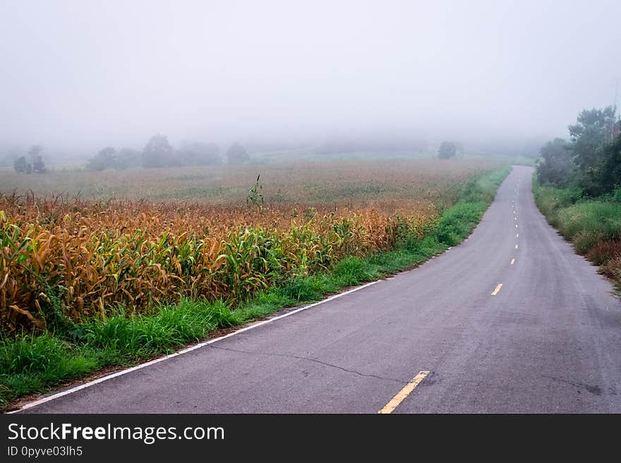 Fog in the rain on corn field. Fog in the rain on corn field