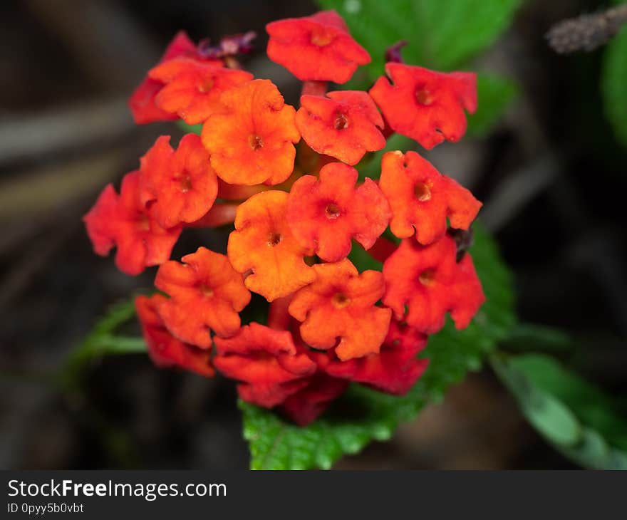 Close up Lantana Camara Flowers with Green Leaves Isolated on Nature Background