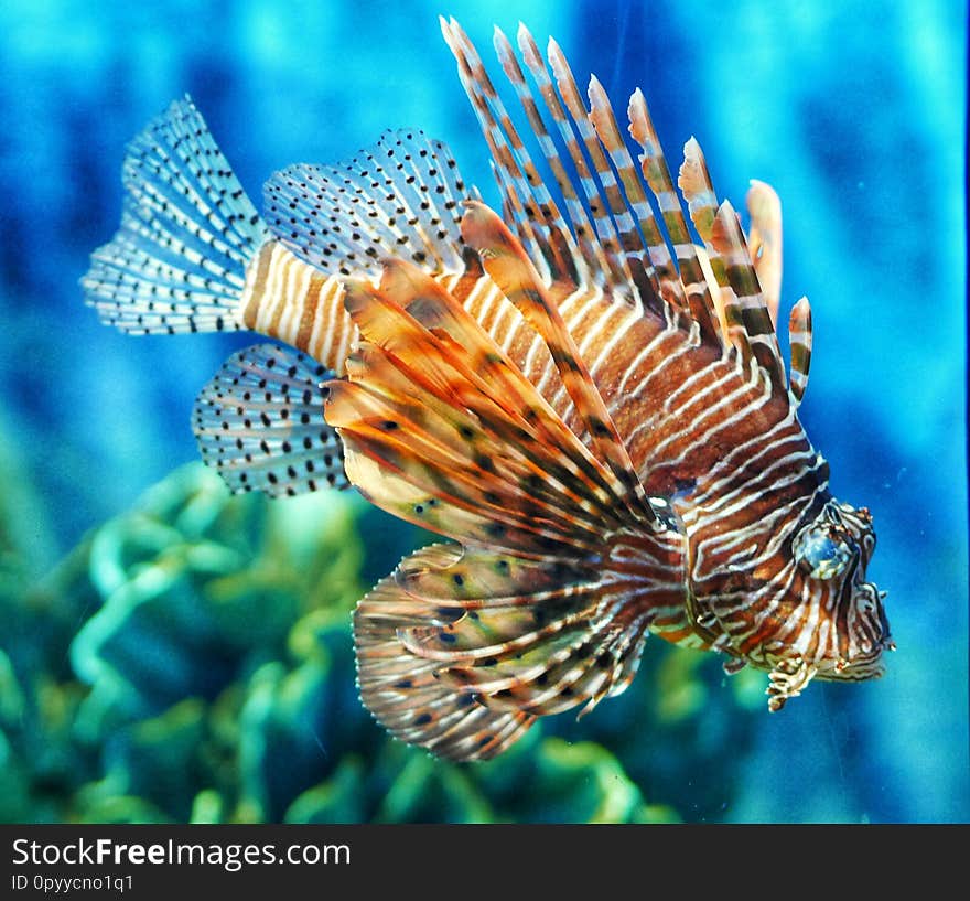 Tropical fish lion fish in aquarium