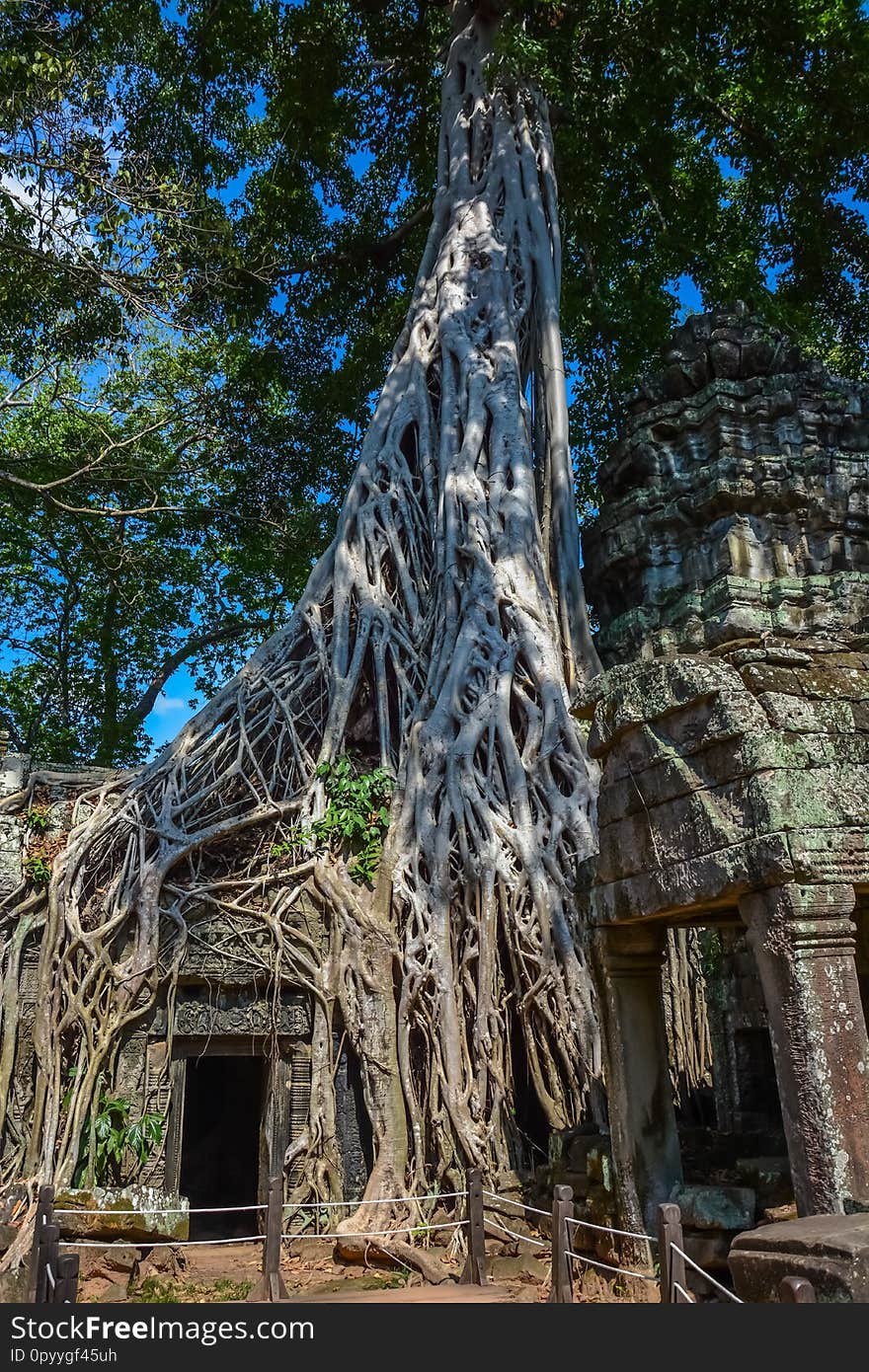 A landscape of Ta Phrom temple in Siem Reap, Cambodia.