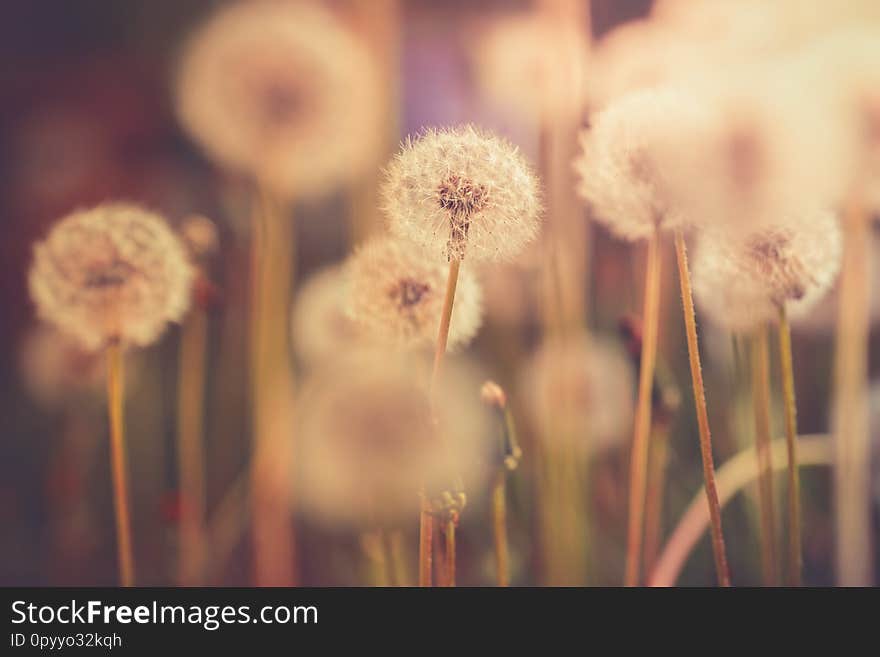 Dandelion field in vintage color effect - retro style