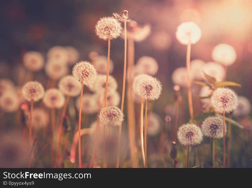 Dandelion field in vintage color effect - retro style