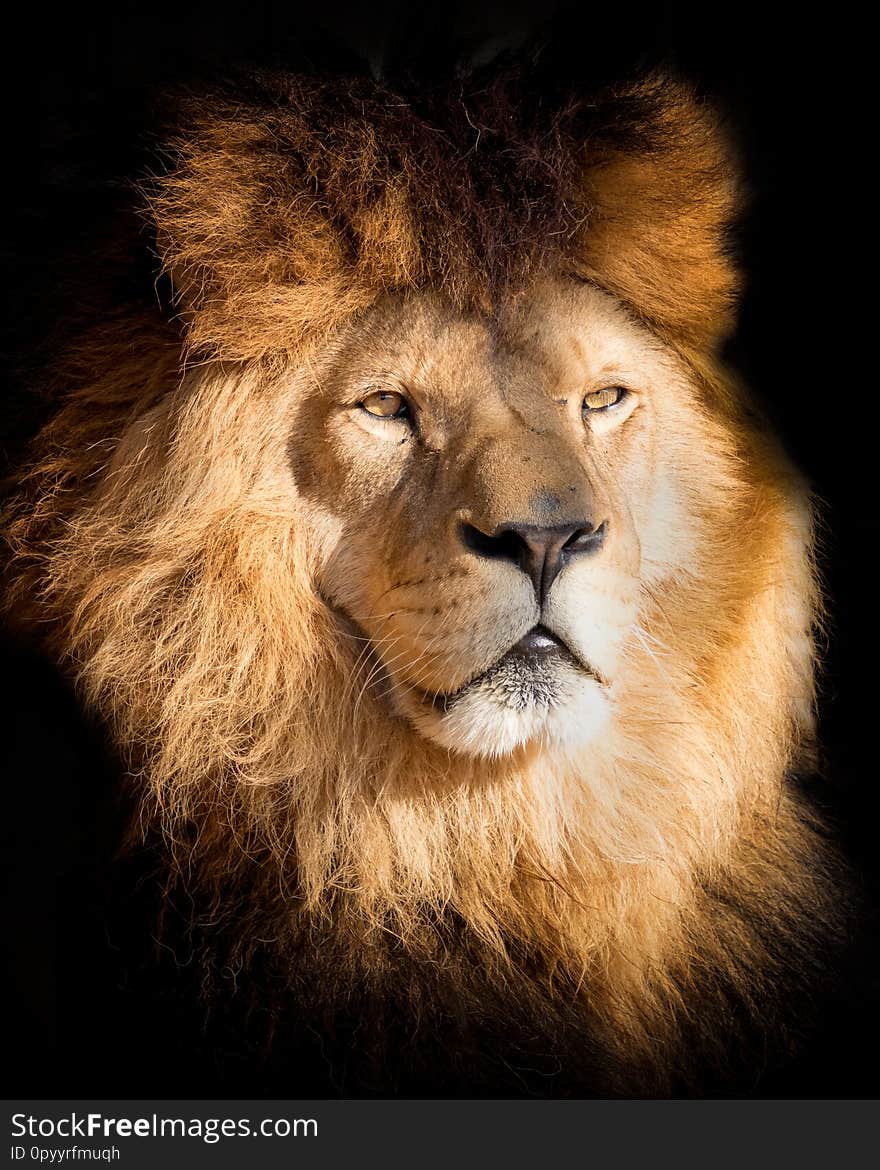 Portrait Lion On The Black