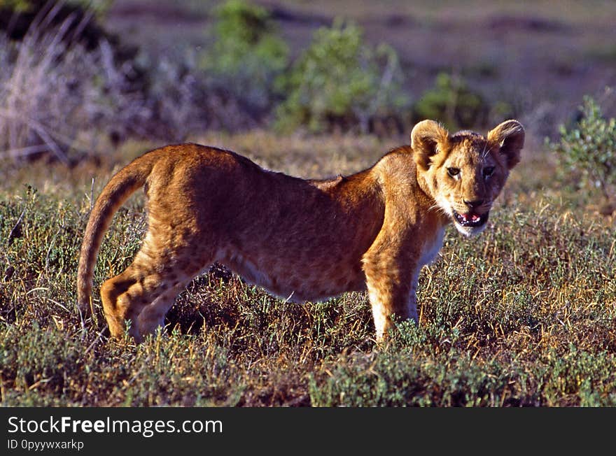 Botswana: Lion Baby in the Central Kalahari