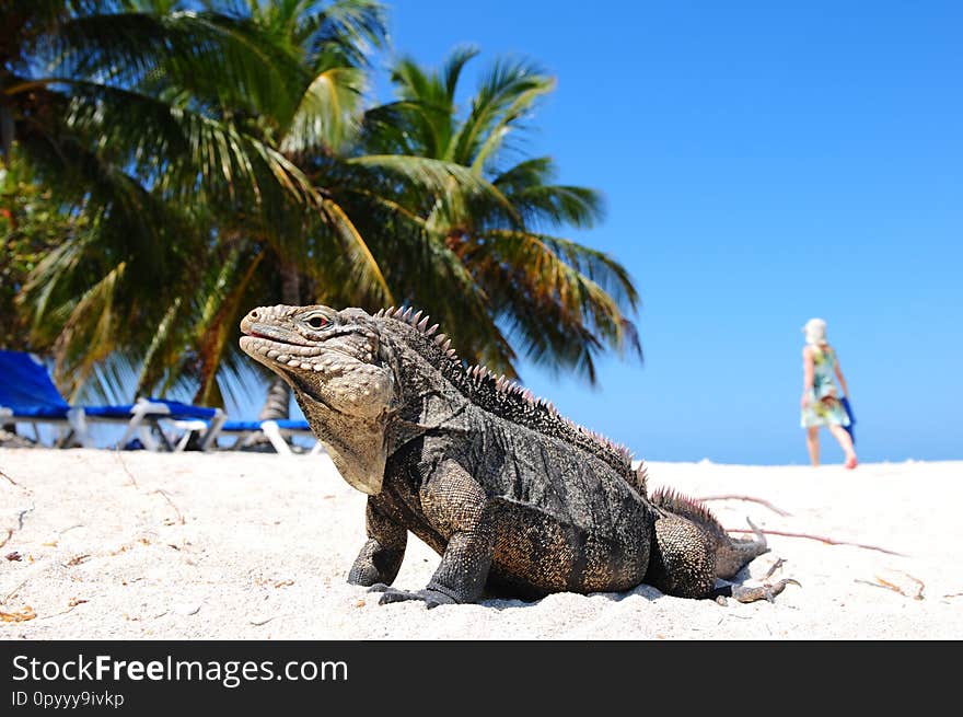 Cuba: Leguans on Cayo Machon Island