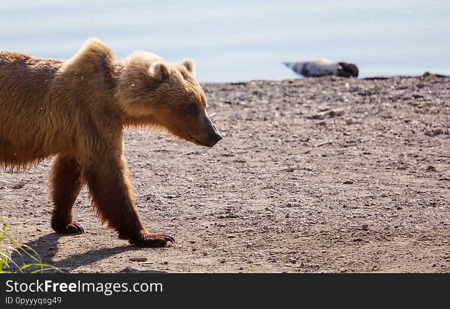 Wild Brown bear on Alaska. Wild Brown bear on Alaska