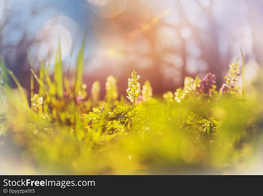 Close-up shot of the beautiful flowers. Suitable for floral background.