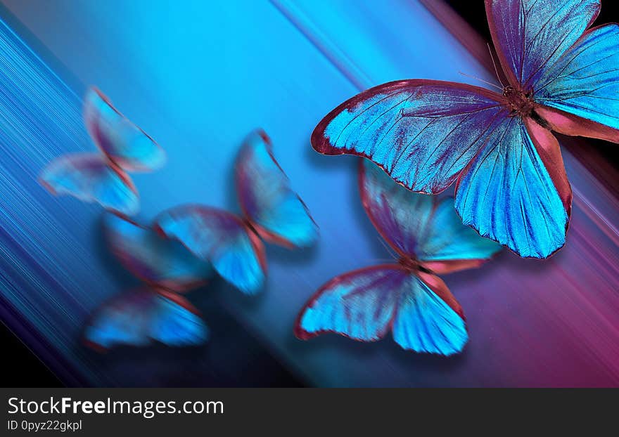 Shades of blue. Blue abstract blurred background. Blue butterflies morpho on a blurred blue background. copy spaces