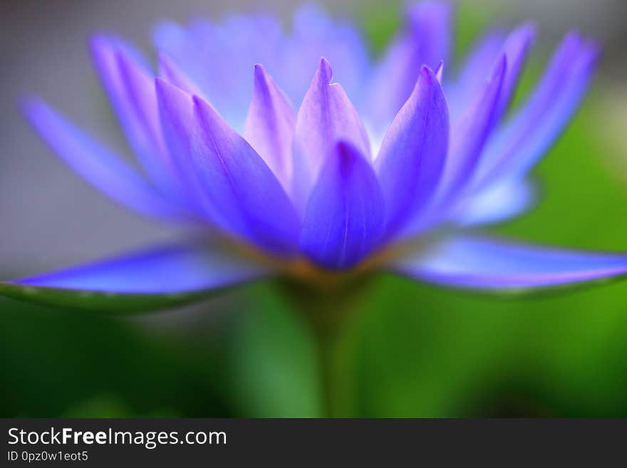 Macro close-up pictures of purple and blue lotus petals in Zen style.Selective focus and blurred background
