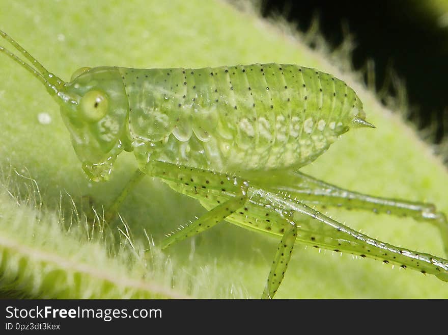 This macro photography shows one very small grasshoppers with long legs sitting on a green leaf. This macro photography shows one very small grasshoppers with long legs sitting on a green leaf.