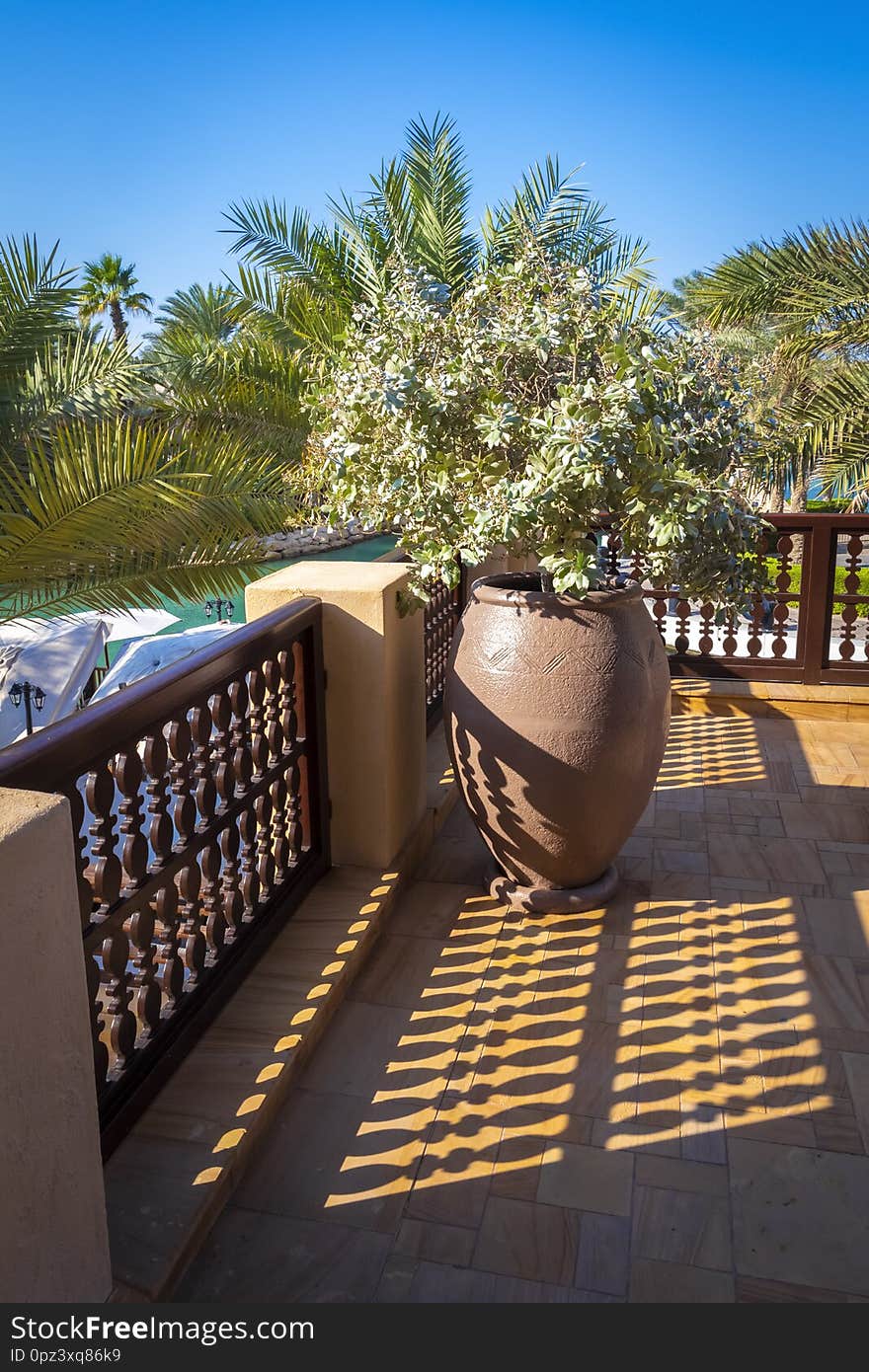 A flower in a large clay pot on the terrace. A flower in a large clay pot on the terrace