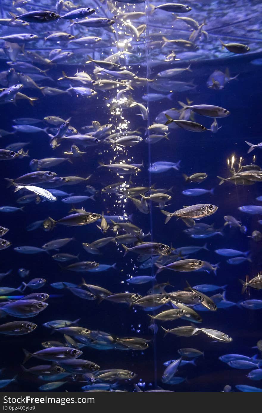 A lot of fish in a large decorative aquarium. A lot of fish in a large decorative aquarium