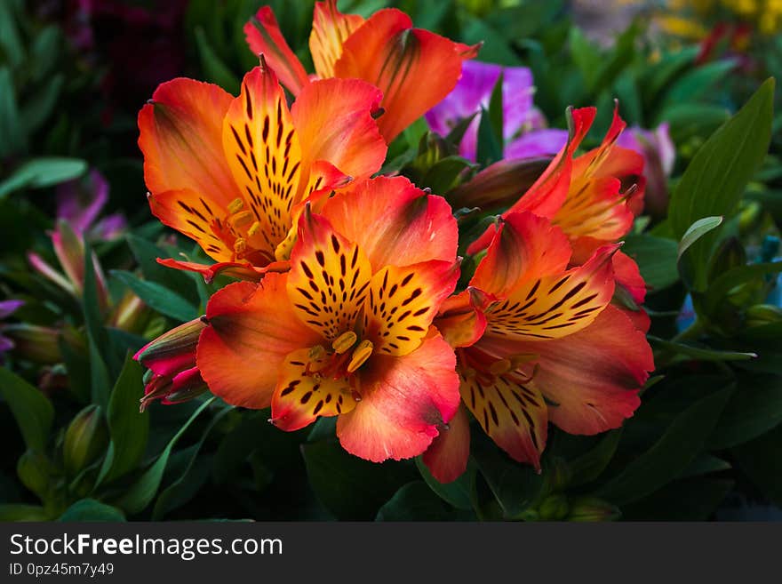 Alstroemeria commonly called the Peruvian lily or lily of the Incas, is a genus of flowering plants in the family Alstroemeriaceae, Italy