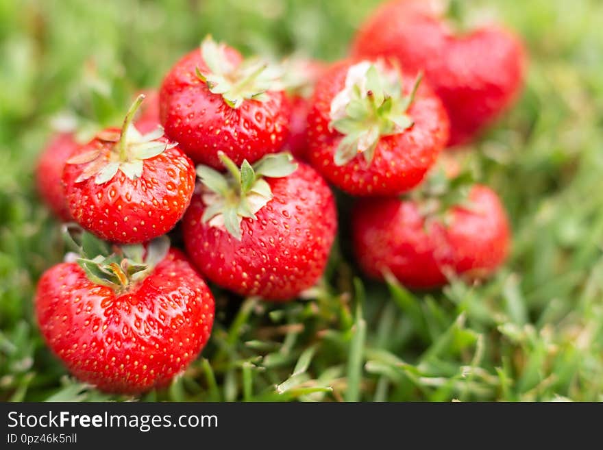 Strawberries in a meadow illuminated by the sun