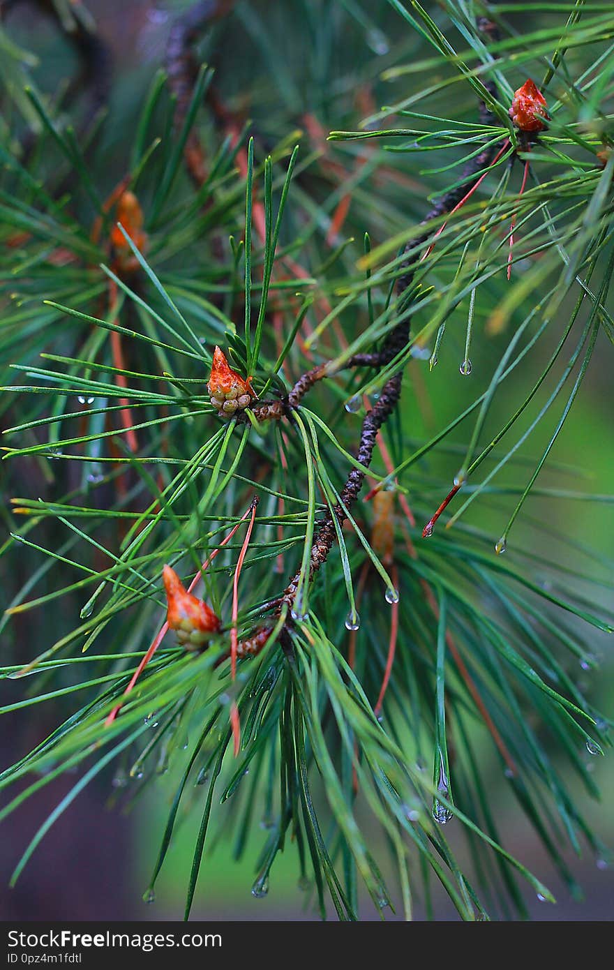 Morning dew on a pine branch with a young cone