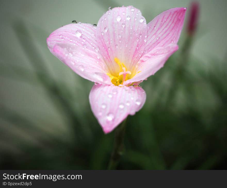 Pink flowers, background