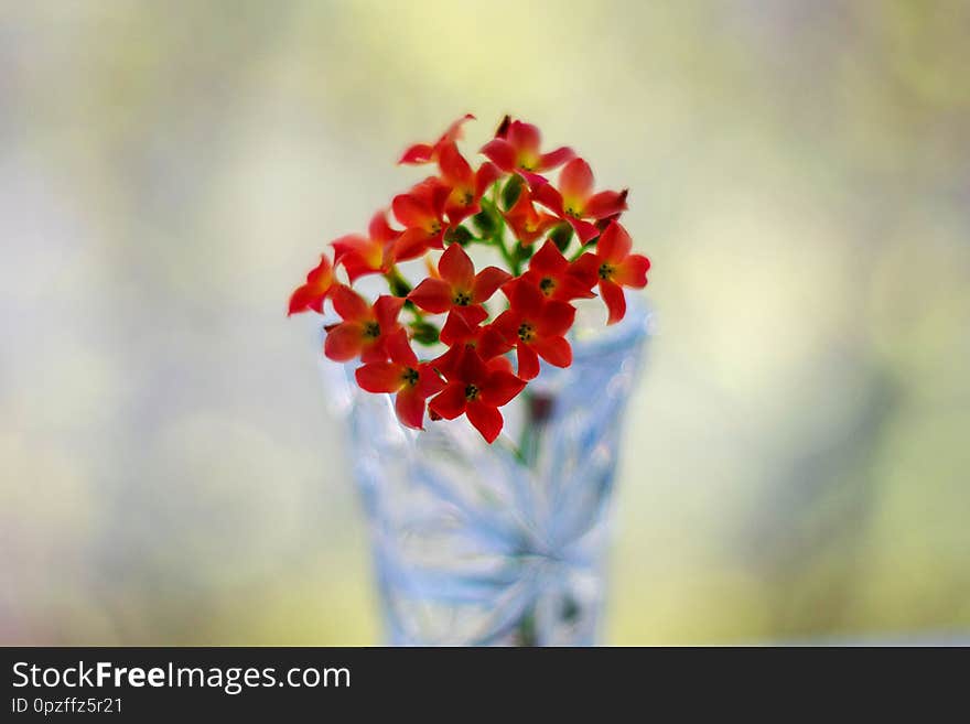 Red flowers in a vase on bokeh background with sunlight pattern. Postcard concept.