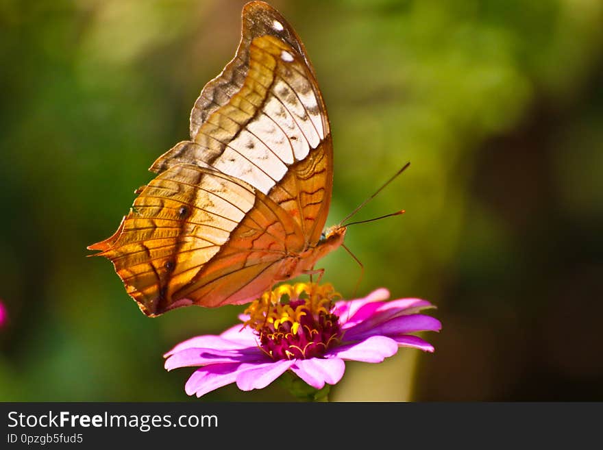 Butterfly on purple flower