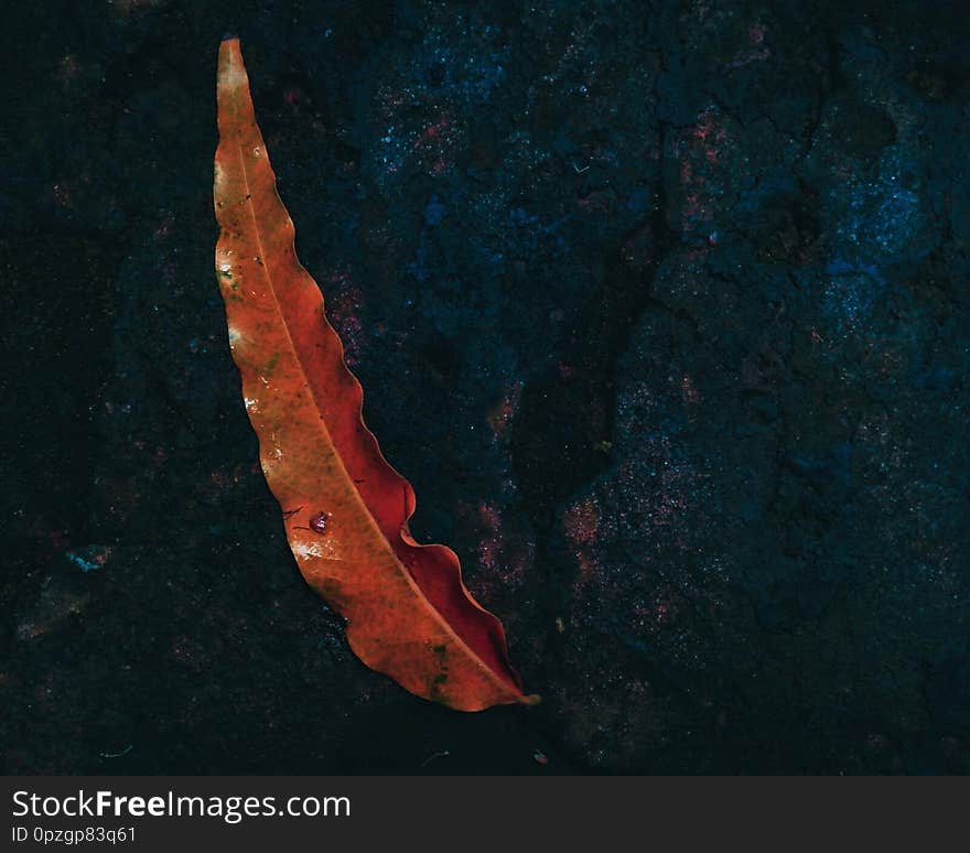 A yellow leaf fall in ground after heavy rain