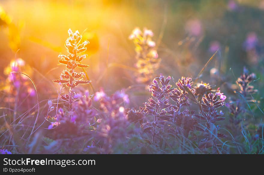 Wild flowers and grass closeup