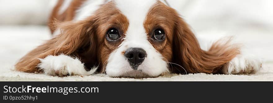 Sad pure-bred dog, puppy Cavalier King Charles Spaniel, lie, close up muzzle