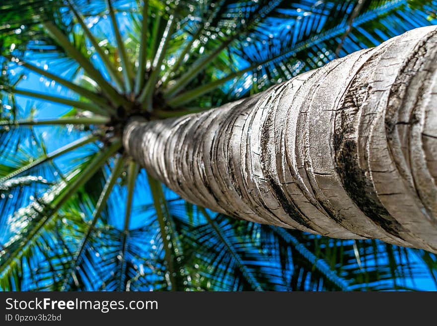 Large trunk of palm with green leaves with bottom view