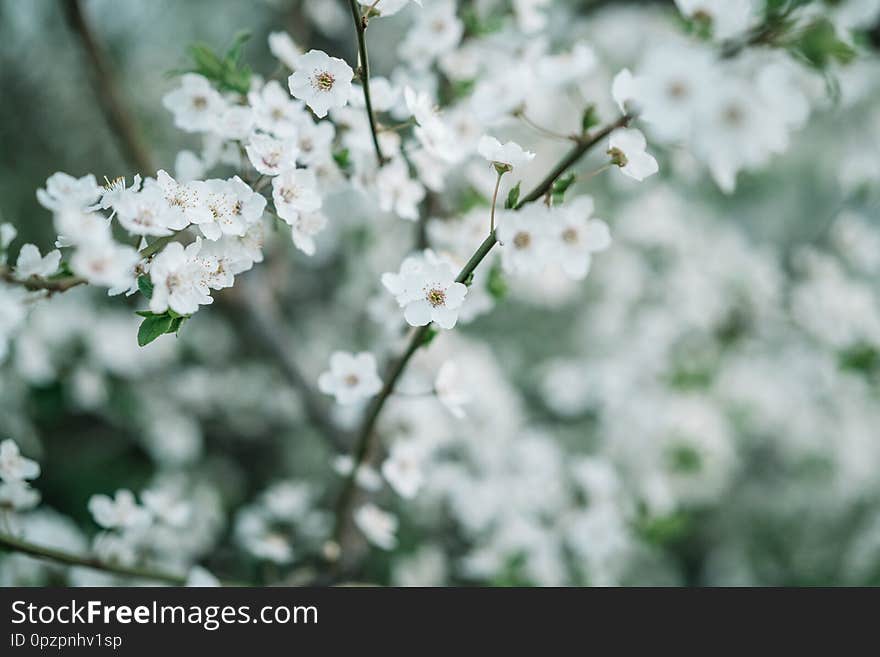 Apple blossom background. Spring season flowers pattern.