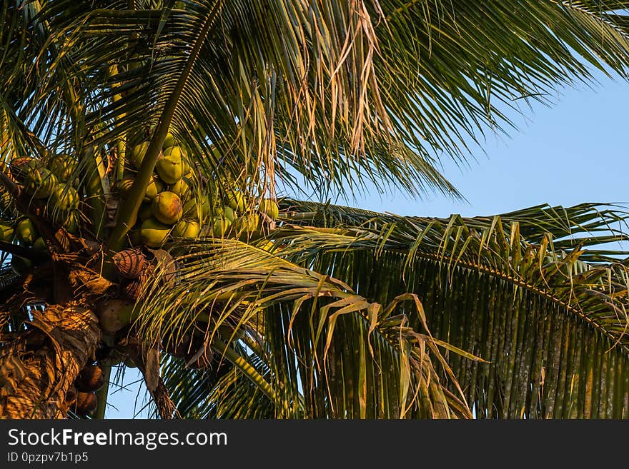 The background of Coconut tree with summer beach for texting with copy space