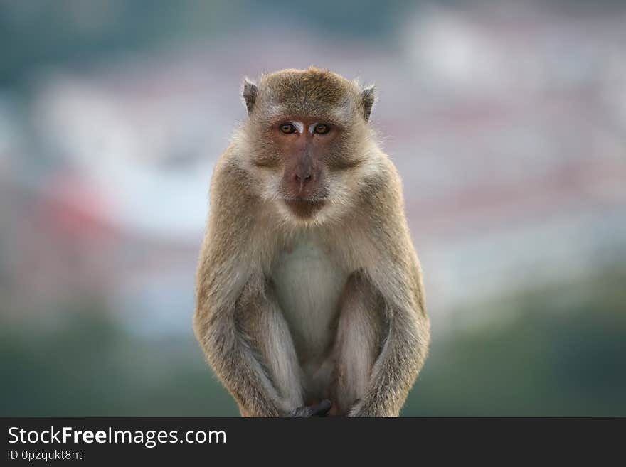 Portrait of a monkey staring at the camera