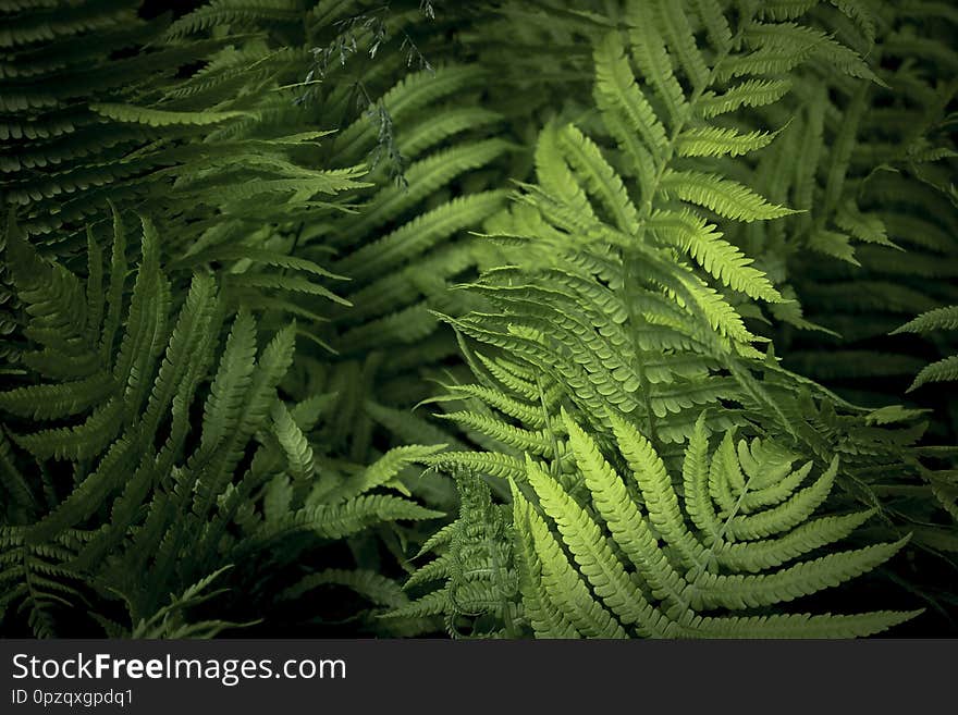 Fern in the sunny forest. Beautiful fern leaves and bushes in the park. Forest plants. Spring foliage vegetative background.