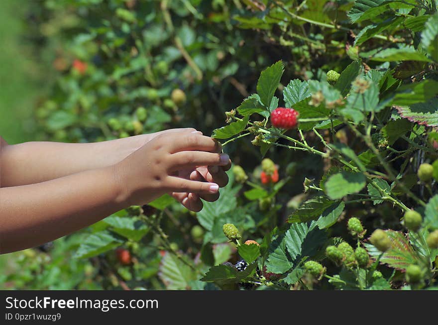 Fresh blackberries on a plantation in Honduras ready to harvest ripe fruit hands picking fruit. Fresh blackberries on a plantation in Honduras ready to harvest ripe fruit hands picking fruit