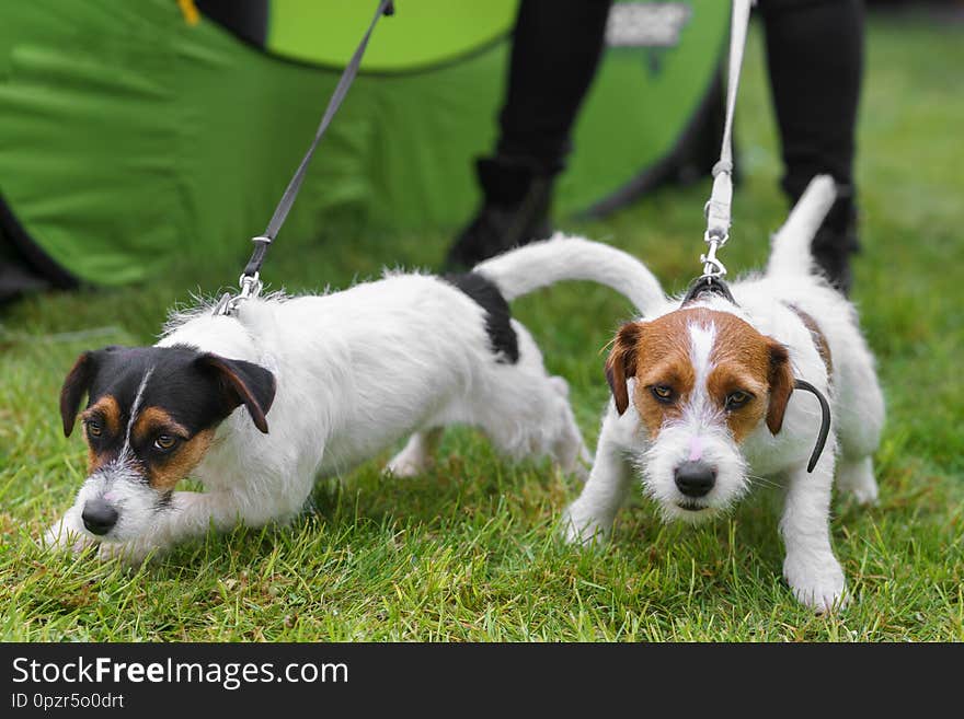 Portrait Of Jack Russell Terrier On A Green Background