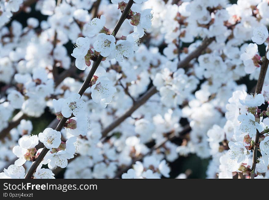 Spring flowering of garden trees. Blooming flowers on apricot twigs. White defocused background with empty space.