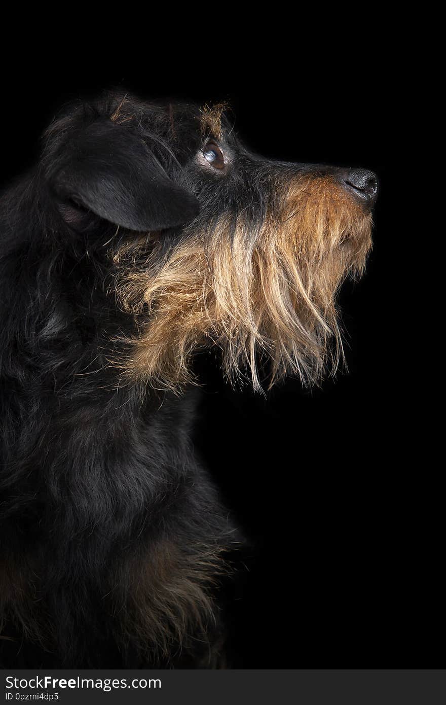 Studio portrait of a wire haired dachshund on a black background. Studio portrait of a wire haired dachshund on a black background