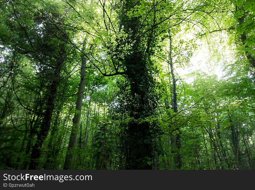 A mysterious path leading to the beautiful forest of St-Cloud located in France nearby Paris. afternoon april calm decor enjoy exploration foliage grass green hike keywords leaf lonely magic magical meadow nature purity saintcloud secret solitude stcloud trees view walk walker walking wander wandering way meditation mindfulness. A mysterious path leading to the beautiful forest of St-Cloud located in France nearby Paris. afternoon april calm decor enjoy exploration foliage grass green hike keywords leaf lonely magic magical meadow nature purity saintcloud secret solitude stcloud trees view walk walker walking wander wandering way meditation mindfulness