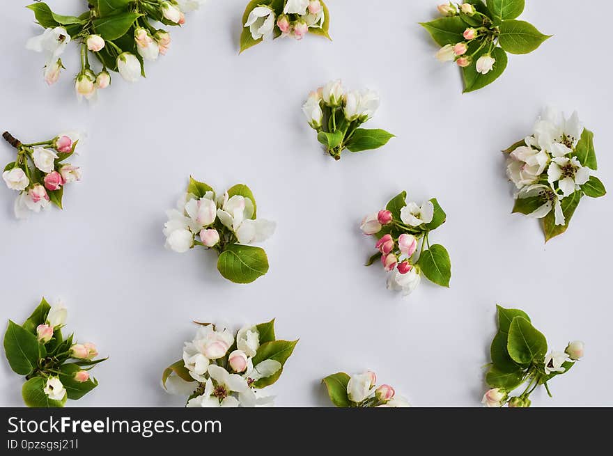 Delicate buds of a flowering Apple tree on a white background. Copyspace Top view