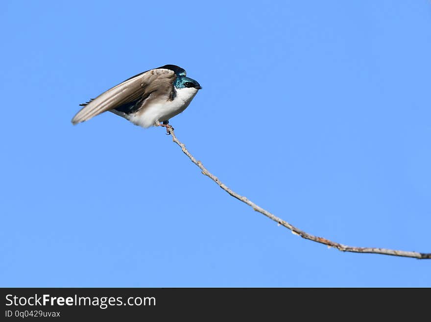 Male Tree Swallow Stretching Wings Before Taking Flight