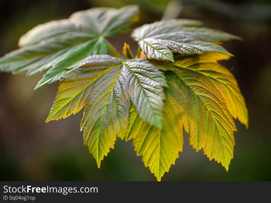 Close up of back lit sycamore leaves in spring. Close up of back lit sycamore leaves in spring