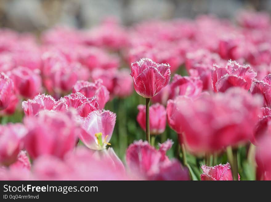 A mix serie of red,yellow, white and purpule tulips.