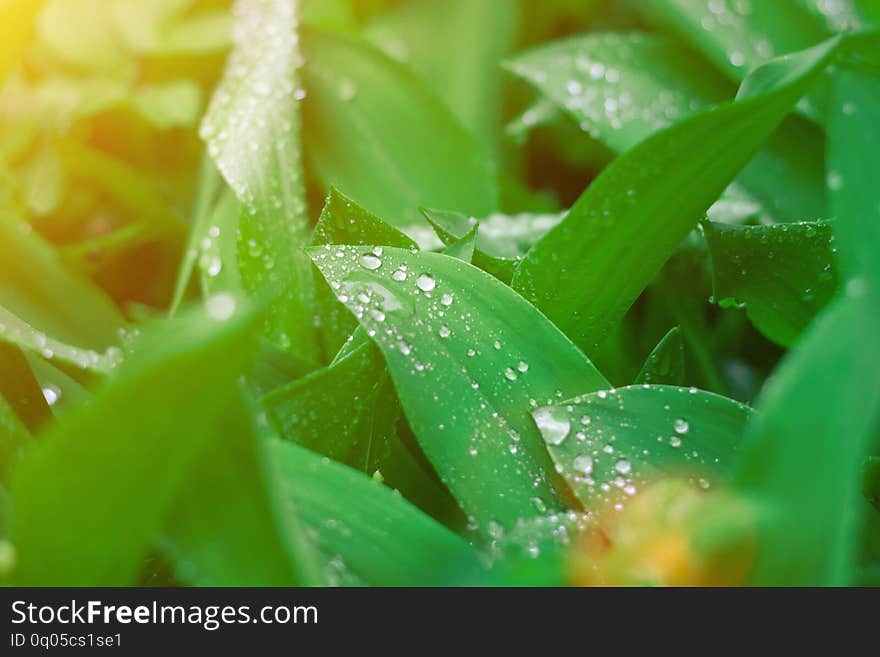 Lush green natural leaves background with water drops. Selective focus. Sun rays. Lush green natural leaves background with water drops. Selective focus. Sun rays