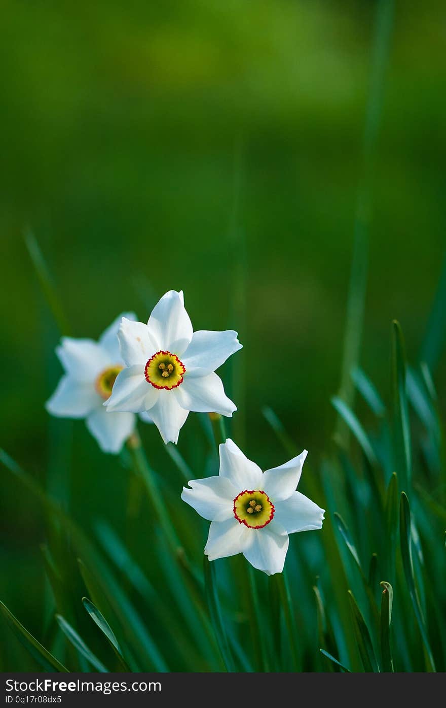 White narcissus daffodil flower on sunshine and blur background