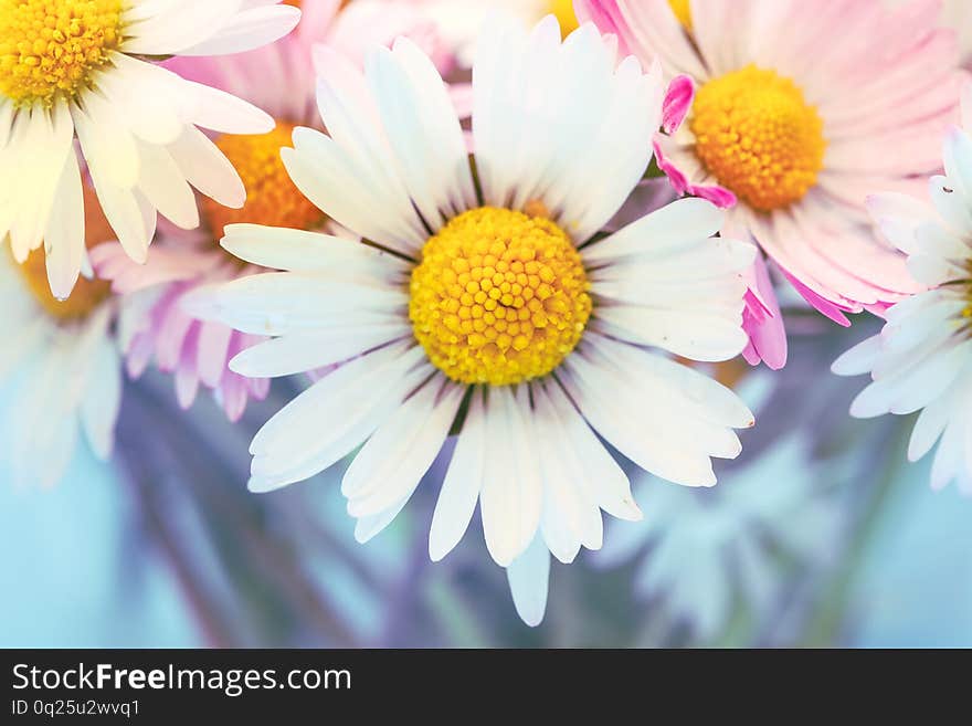 Daisy Flowers In Vintage Style For Nature Background