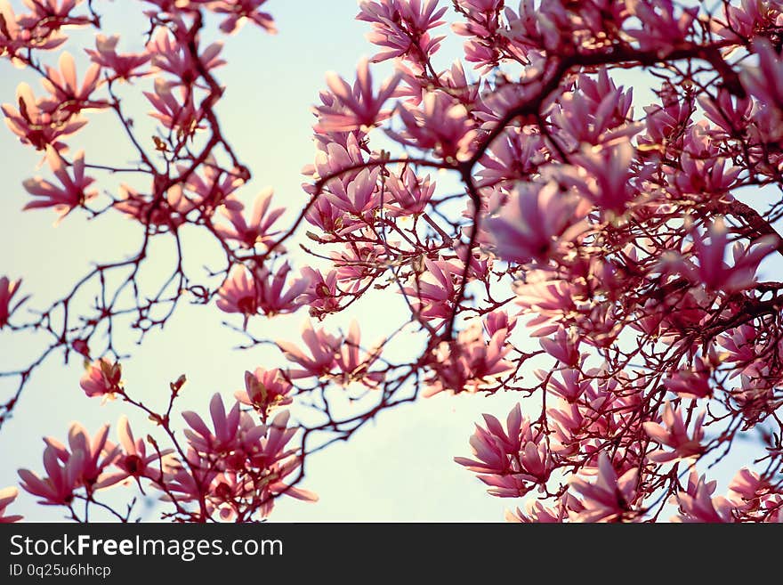 Pink magnolia flower blossoms in the garden under bright April sunlight. Pink magnolia flower blossoms in the garden under bright April sunlight