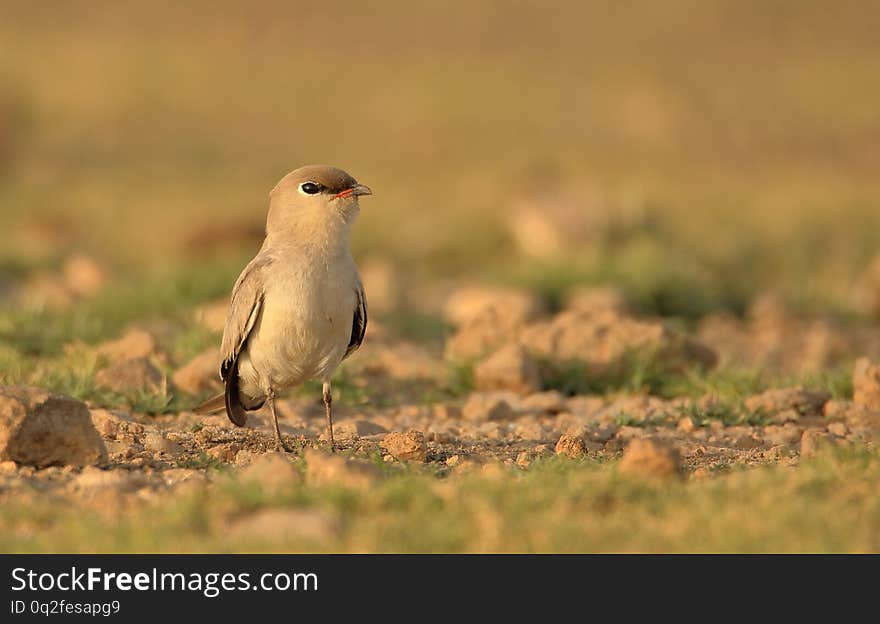 Small Pratincole Bird.