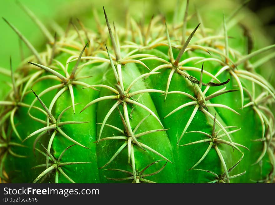 Close up green cactus in the garden