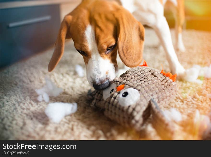 Beagle dog rip a toy into pieces on a carpet. Dog in house concept