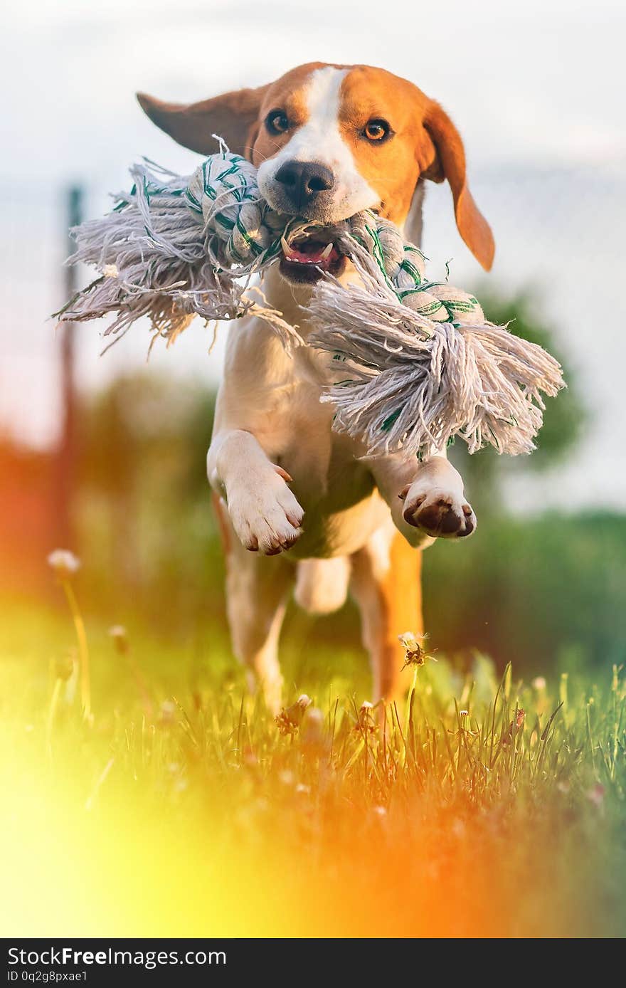 Dog Beagle running and jumping with a toy through green grass in summer