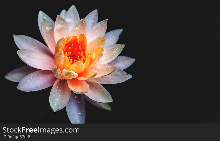 Lotus flower in pond natur background