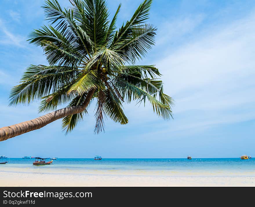 Coconut palm tree on the beach of thailand, coconut tree with blur sky on the beach for summer and holiday concept background