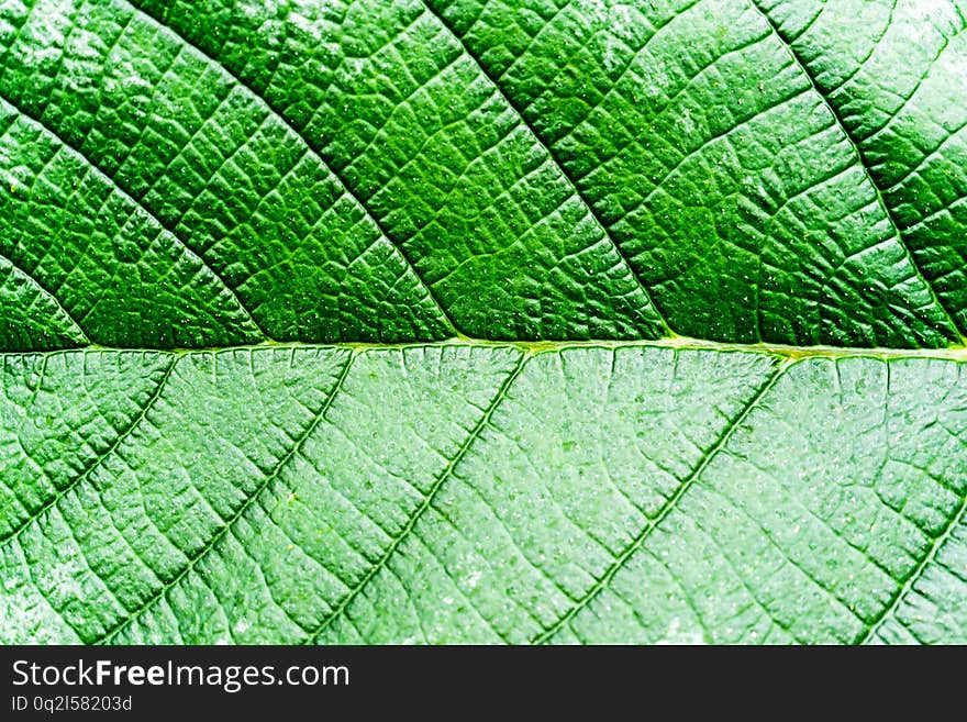 Green leaves background. Leaf texture Dark green foliage